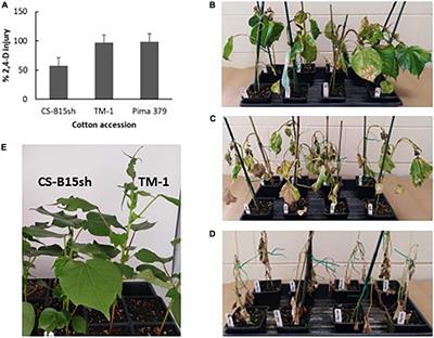 Transcriptome analysis of the 2,4-dichlorophenoxyacetic acid (2,4-D)-tolerant cotton chromosome substitution line CS-B15sh and its susceptible parental lines G. hirsutum L. cv. Texas Marker-1 and G. barbadense L. cv. Pima 379